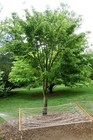 50 +  DAVIDS MAPLE SEEDS - Acer davidii