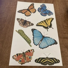 Mrs Grossman Butterfly’s 1 Sheet of STUDIO LINE
