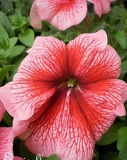 ♫ SURFINIA Pétunia 'Rosée-Bicolorée' ♫ Graines ♫ Plante Suspension, Rocaille ♫