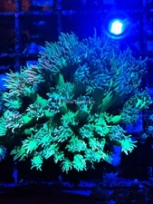 CE- WYSIWYG  Spearmint Rainbow Goni Frag - Live Coral LPS SPS #RZC12