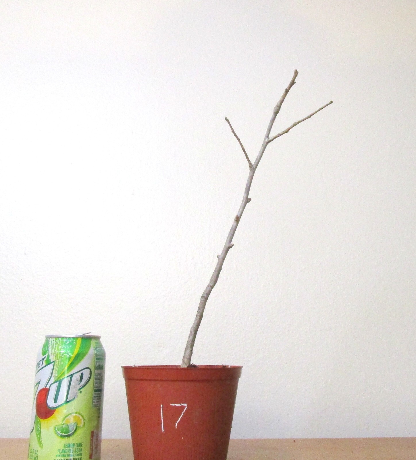 Gingko Biloba for mame shohin bonsai tree #17