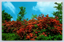 Vintage Postcard Flame Azalea Gregory Bald Smoky Mountains National Park