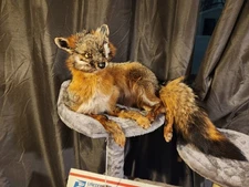 Grey Fox Taxidermy Soft Mount Gray Fox