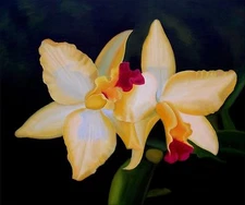 Quality Hand Painted Oil Painting Yellow Red Orchids, Beautiful! 20x24in