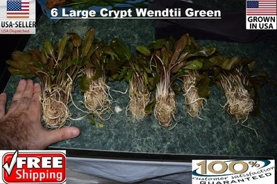 6 Large Crypt Wendtii Green Easy Aquarium aquascaping planted tank low light