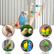 Parrot Climbing Ladder