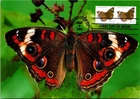 Dr Jim Stamps Maximum Card Common Buckeye Butterly 24C Pair Fdc Bifold