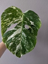 Monstera Albo Deliciosa Rooted Cutting, Green Snow Variegation, FREE Shipping