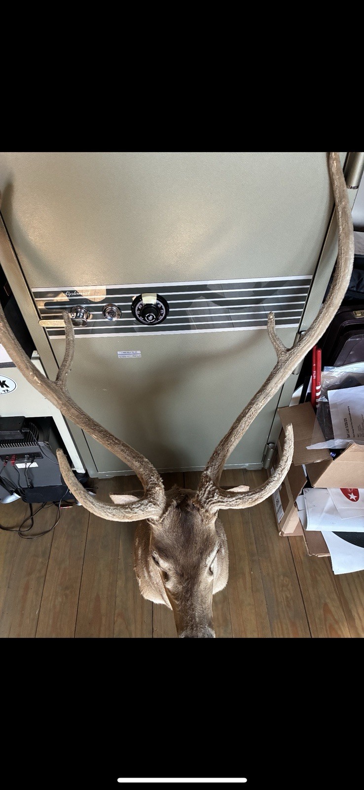 Axis Deer Taxidermy Mount