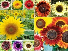 1,000+ Sunflower Seeds for Planting - Jumbo Mix Pack - 15+ Varieties - (Helianth