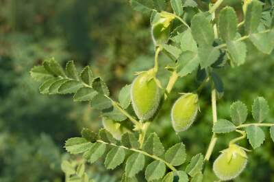 15 CHICK PEA / GARBANZO BEAN Chickpea Cicer Arientum Vegetable Seeds *Comb  S/H | eBay