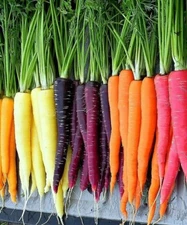 Rainbow Carrot Blend Mix, Seeds, Colorful, NON-GMO, Beta Carotene, Vitamin A