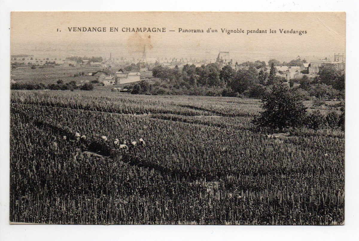 CPA 51 LES VENDANGES EN CHAMPAGNE / EPLUCHAGE DES RAISINS