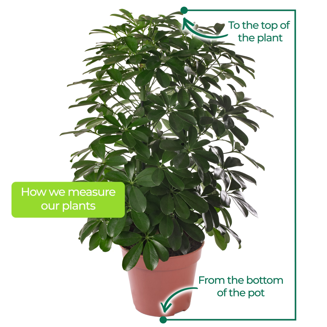Schefflera Pianta ombrello - - Consegna a domicilio