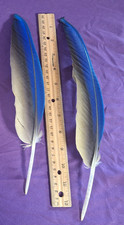 Macaw Feathers Blue and Gold 12 inch Single Feather