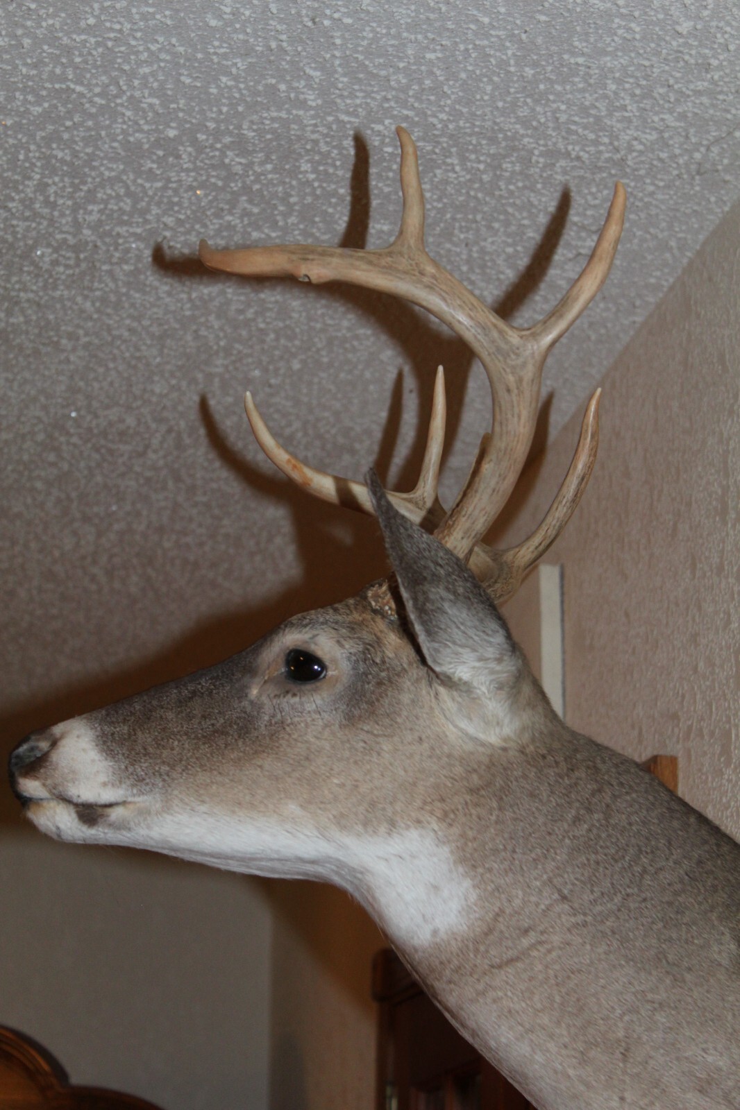 Whitetail Deer Head Shoulder Mount Taxidermy Cape Shed Antler Hunt Mule Rack