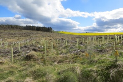 Photo 6x4 Felled and replanted area, Drumbuich Wood Harrietfield/NN9829  c2015
