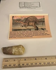 Spinosaurus Tooth Dinosaur Fossil not T Rex Cretaceous CS47