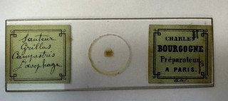 Antique Bourgogne French c. 1860 Microscope Slide Esophagus of Cricket