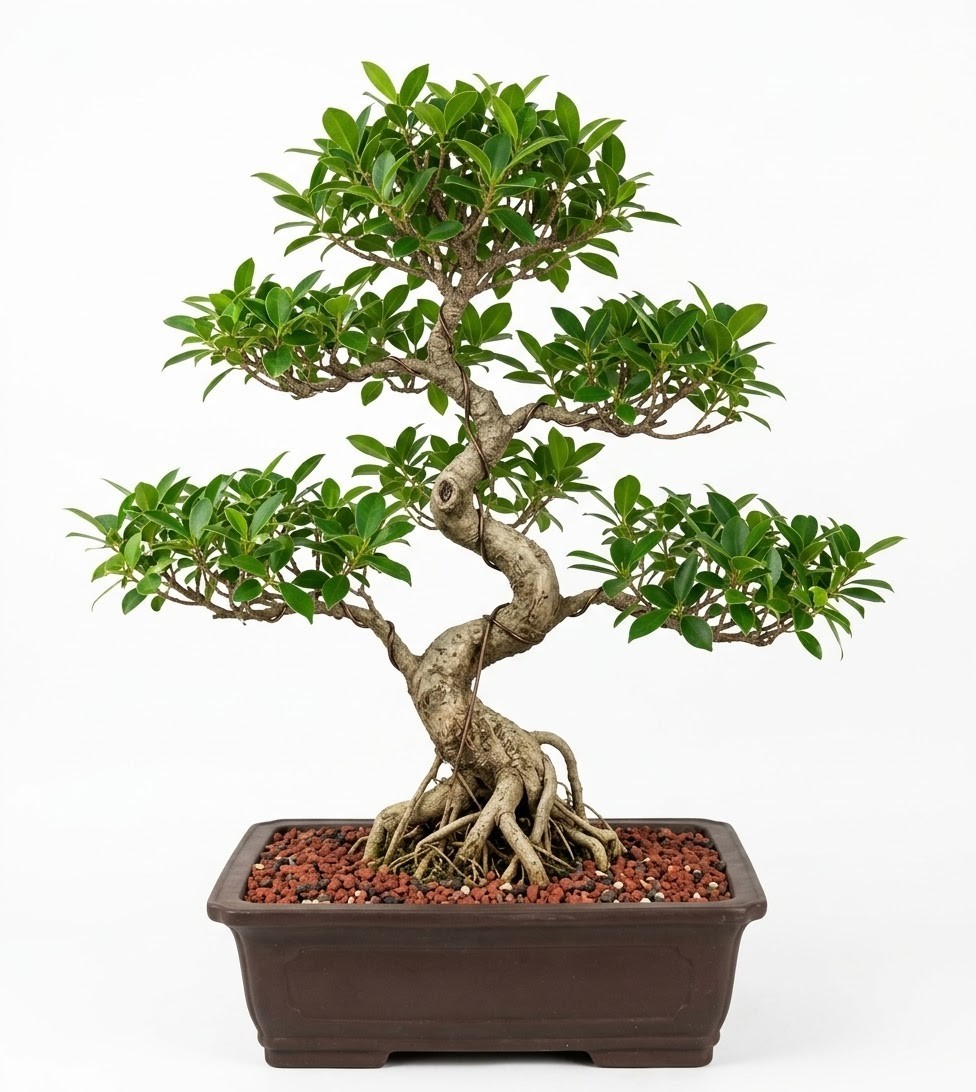 Mature Ficus Retusa Bonsai Tree 37" Large 61 Years Old Curved Banyan Fig  Indoor | eBay