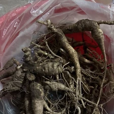 Wv Ginseng, Roots Fresh. 🔥