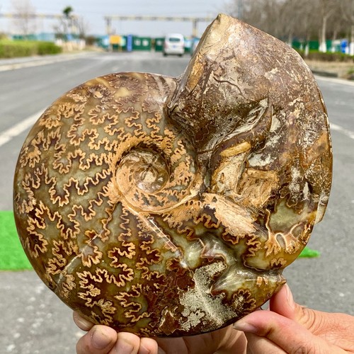 3.74LB Rare! Natural Tentacle Ammonite FossilSpecimen Shell Healing Madagascar - Picture 22 of 24