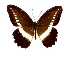 Insect Butterfly Papilionidae Papilio sjoestedi atavus-Very Rare MALE!