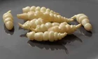 Crosnes Tubers - Stachys affinis, the Chinese artichoke, crosne, or chorogi