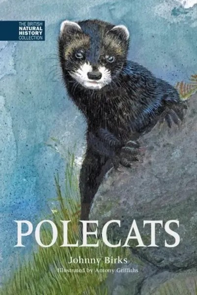 Polecats | Johnny Birks | Englisch | Buch | Gebunden | 2017 | Whittet Books Ltd-image
