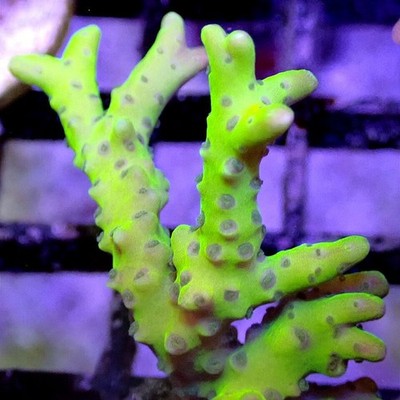 Wwc Slimeball Anacropora - Live Coral Frag - Sps, Acropora, Montipora