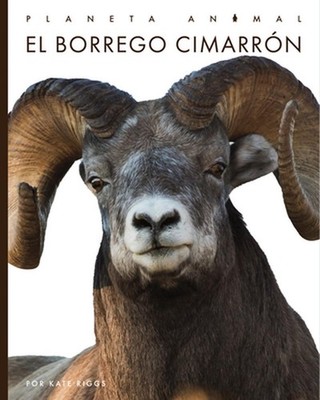 El Borrego Cimarrn by Valerie Bodden (Spanish) Paperback Book