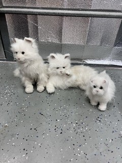 Vintage White FurReal Friends Kitty Cat’s 3 Working.