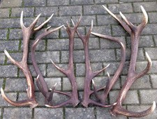 6 Rothirsch Abwurfstangen / Geweihstangen Hirschgeweih Geweih Dekoration