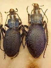 1 Pair  Carabus caelatus ssp.dalmatinus  Carabidae,