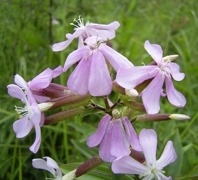 Samen von der Seifenblume - machen Sie Ihre milde hautverträgliche Seife selbst
