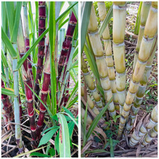 20 Mixed Sugarcane Plant Cuttings,Saccharum Officinarum 12"Long, 2 3 Nodes Each