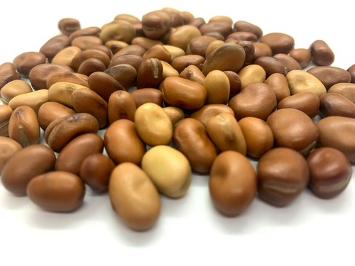 Beans Fava Small | Faba Grown Broad Organic Seeds Whole Palestinian High Quality - Picture 2 of 3