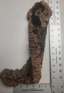 Juvenile Triceratops Lower jaw