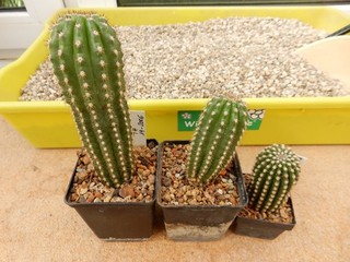 3 er LOT Trichocereus Hybr. THELFLORA MADAME POMPADOUR 19 2006 AW !!!