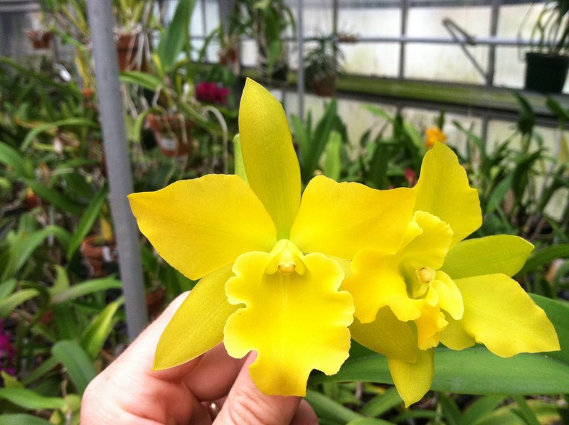 Blc. Yellow Imp `Golden Grail' AM/AOS 4N Original Cattleya Orchid Plant
