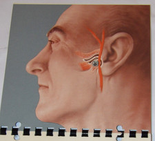 VINTAGE 1956 MERCK SHARP & DOHME MSD STEROID ADVERTISING BOOKLET! ILLUSTRATED!