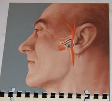 VINTAGE 1956 MERCK SHARP & DOHME MSD STEROID ADVERTISING BOOKLET! ILLUSTRATED!