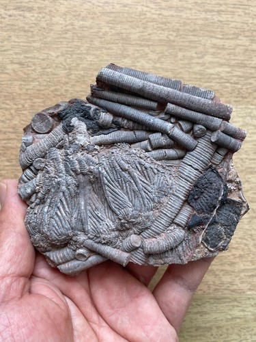 200g Triassic Natural crinoid and Trachyceras specimen Geologic rock - Picture 9 of 20