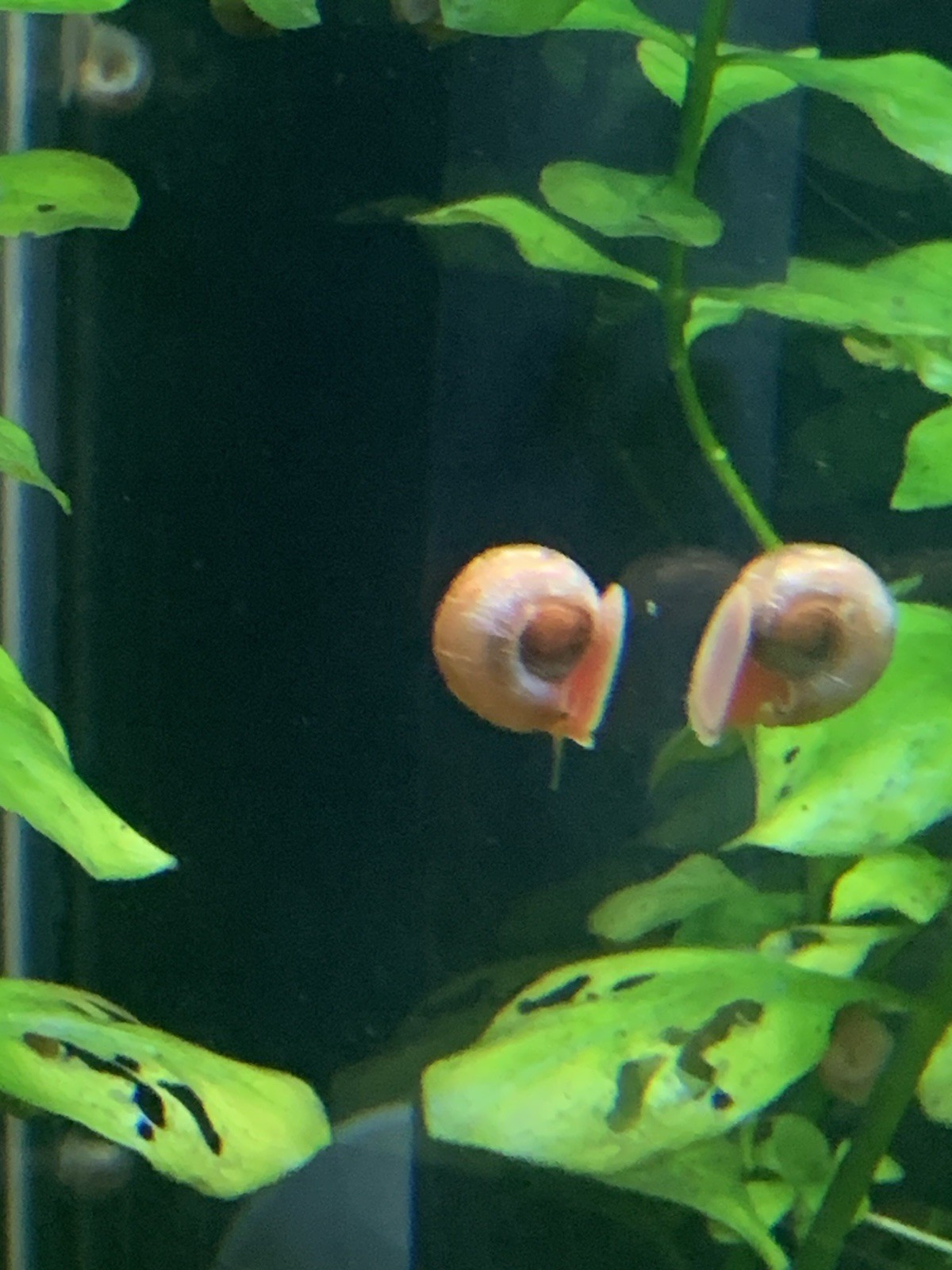 20 + 5 FREE Live Aquarium & Pond Snails Freshwater ( RAMSHORN ) Plus Stems Plant