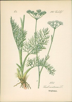 Chromolithographie : Bergfenchel. Berg-Sesel. Seseli montanum L. Umbelliferae. S