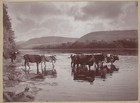 Cow Herd Stand in Water Cattle Rural Landscape Vintage Card Photo Farm Animal — photo 1
