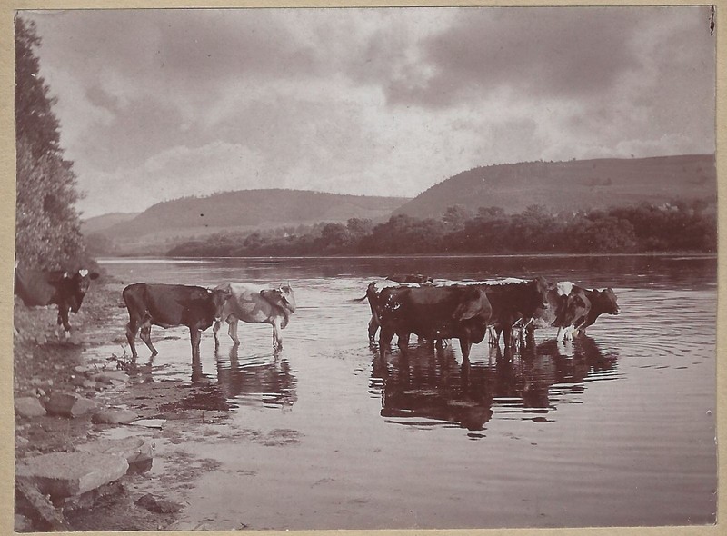 Cow Herd Stand in Water Cattle Rural Landscape Vintage Card Photo Farm Animal