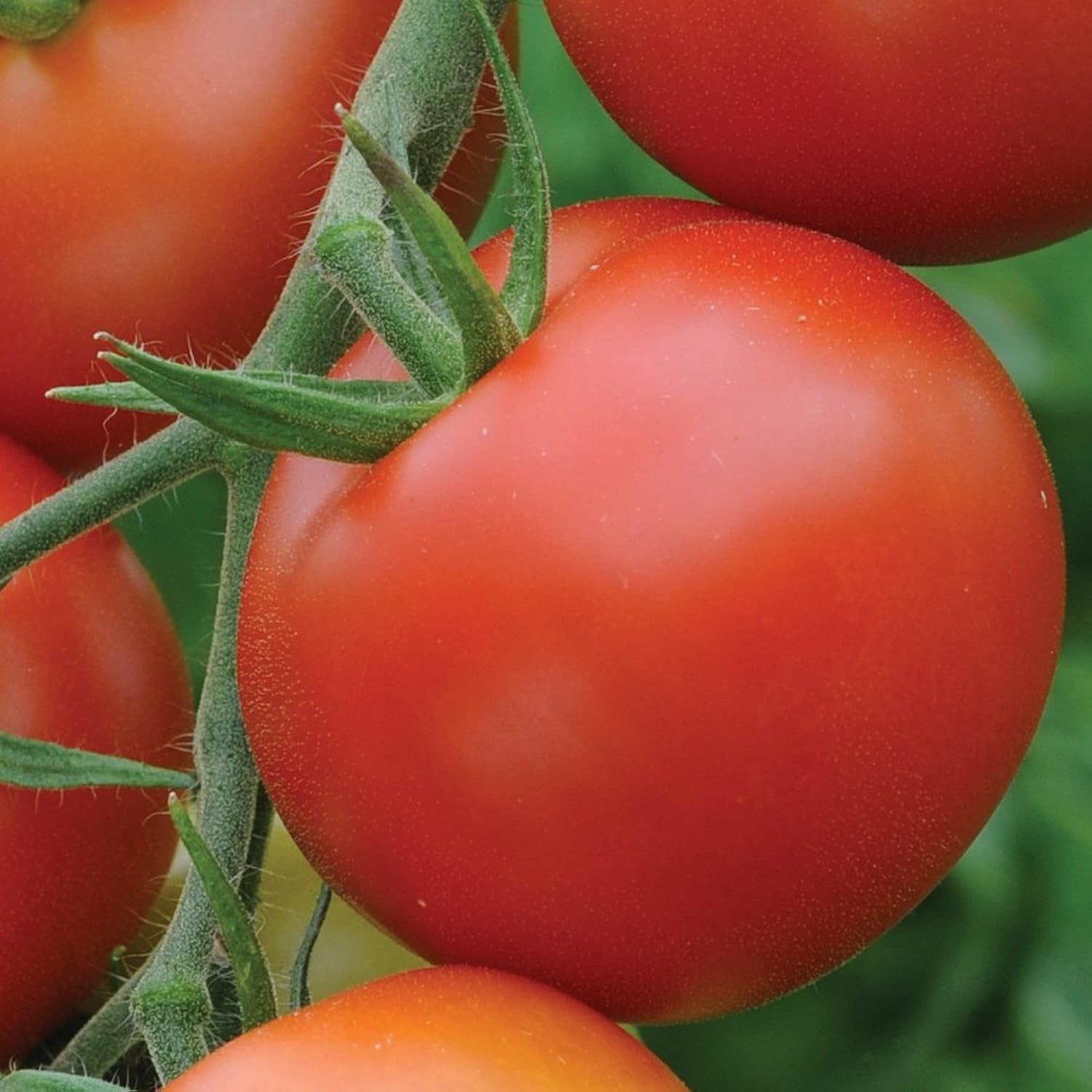 Thompson & Morgan Tomato Moneymaker Seeds - Traditional Red Variety - 50 Seeds - Image 2