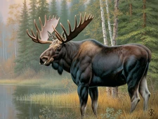 Reflections on the Stillwater - 1 of 1 - 18" x 24" Fine Art Print - Bull Moose