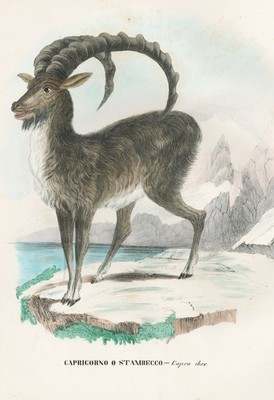 Capra ibex Steinbock Steinböcke Zoologie Lithographie litho Boschi 1863-79
